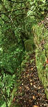 Plants: image 92 Of 208 Thumb